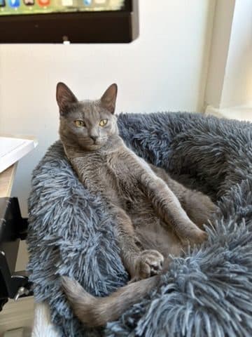 Cobble lounging in a fluffy grey cat bed