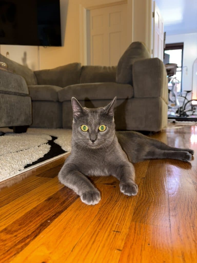 Cobble, a grey cat, lying on a wooden floor in a living room and looking at the camera
